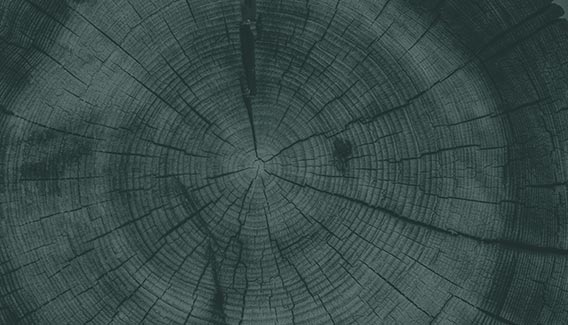 A cut view of a tree trunk, showing tree rings, with a dark green overlay on the image.