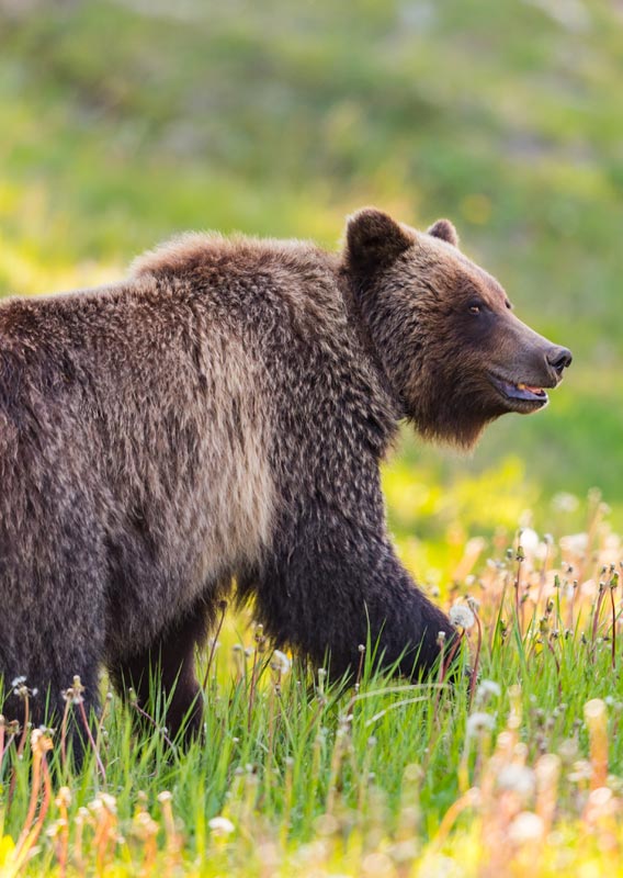 Bears in Banff National Park: What you Need to Know Before you Visit