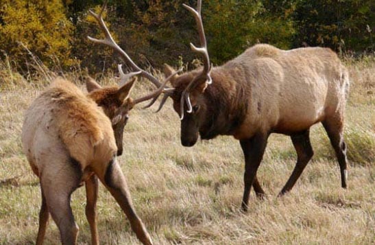 Two elk get ready to lock antlers.