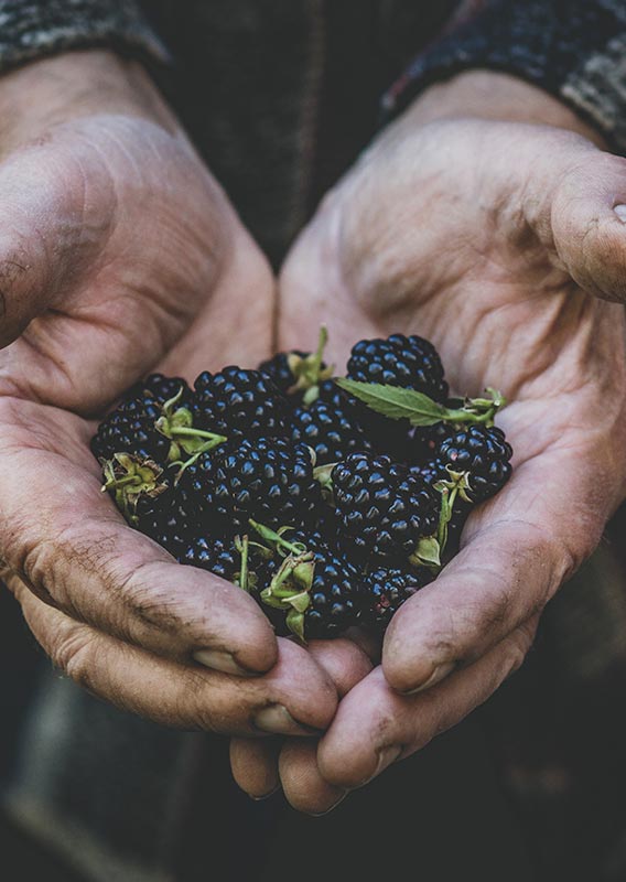 A person holds a handful of blackberries.
