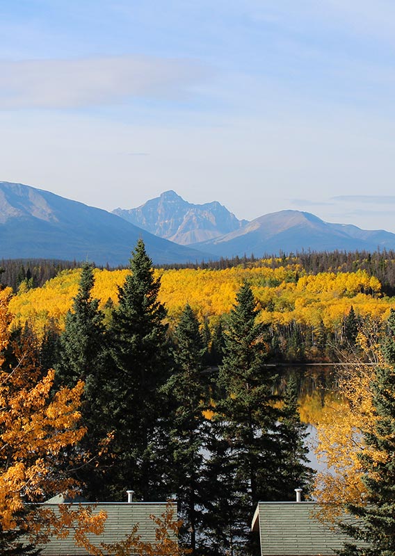 A view over a forest with autumn colours.