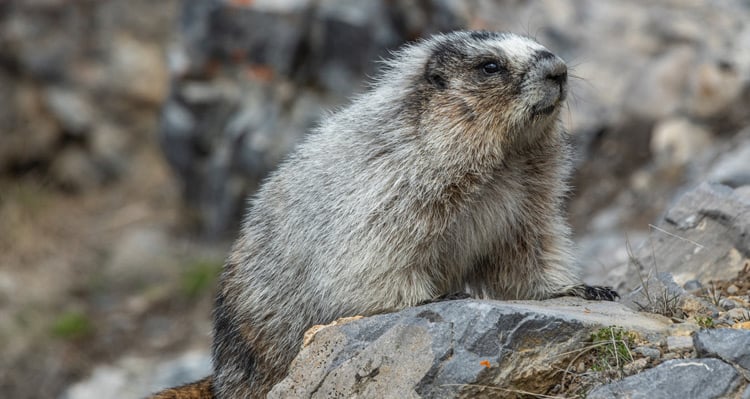 Hoary Marmot sitting on a rock