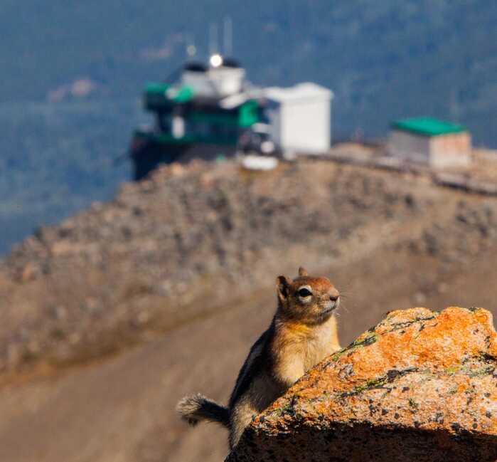 A chipmunk at the Jasper Tramway