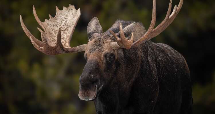 Adult male Moose